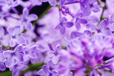 Güzel leylak çiçekleri. Çiçekli leylak çalısı ve narin bir çiçek. Çalıların üzerinde mor leylak çiçeği. Leylak çiçekli dallar. Leylak ağacının dalında büyük leylak çiçekleri var.. 