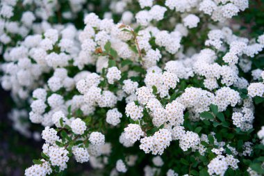 Bush Vanhoutte spirea. Bahar çiçekli bir sürü beyaz çalı - Spirea, genel manzara. Ayrıca Reeve 's spiraea, Bridalçelenk spirea, Meadowsweet, Double White May veya May Bush olarak da bilinir..