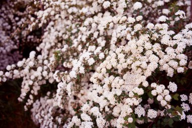 Bush Vanhoutte spirea. Bahar çiçekli bir sürü beyaz çalı - Spirea, genel manzara. Ayrıca Reeve 's spiraea, Bridalçelenk spirea, Meadowsweet, Double White May veya May Bush olarak da bilinir..