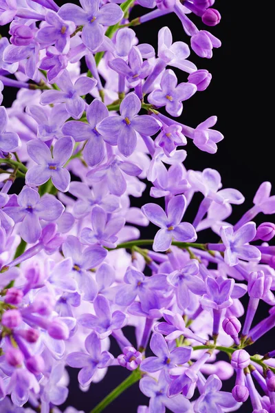 Vackra Syrenblommor Blommande Syrenbuske Med Späd Liten Blomma Lila Lila — Stockfoto