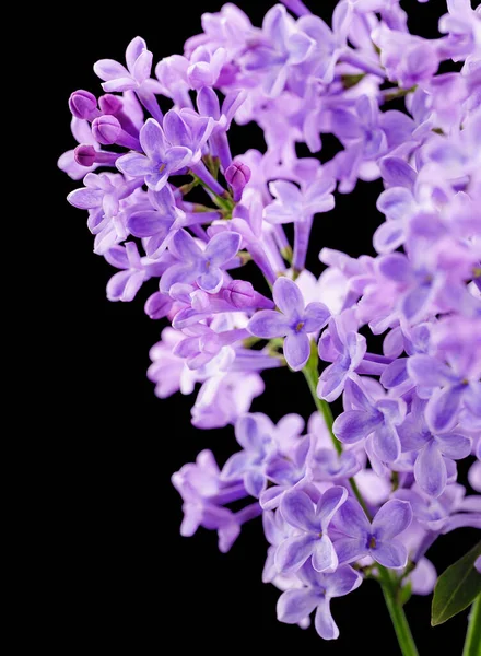 Vackra Syrenblommor Blommande Syrenbuske Med Späd Liten Blomma Lila Lila — Stockfoto