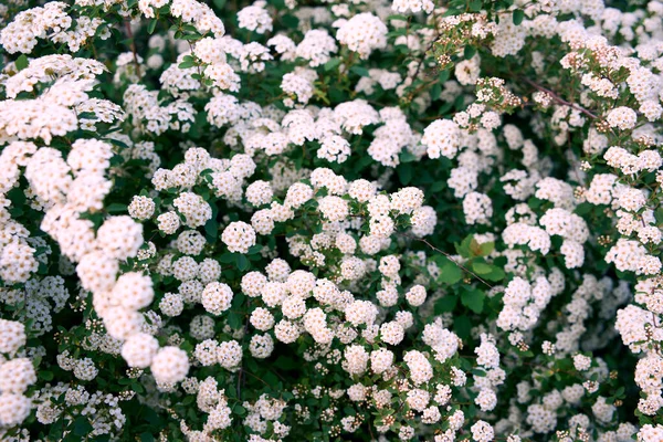 Bush Vanhoutte Spirea Arbusto Floreciente Primavera Con Muchas Flores Blancas —  Fotos de Stock