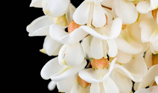 Ramo Florescente Falsa Acácia Sobre Fundo Branco Aglomerados Florescentes Acácia — Fotografia de Stock