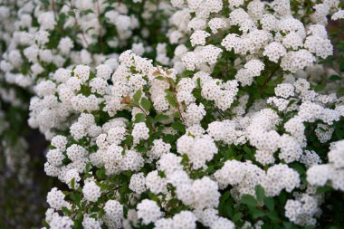 Bush Vanhoutte spirea. Bahar çiçekli bir sürü beyaz çalı - Spirea, genel manzara. Ayrıca Reeve 's spiraea, Bridalçelenk spirea, Meadowsweet, Double White May veya May Bush olarak da bilinir..