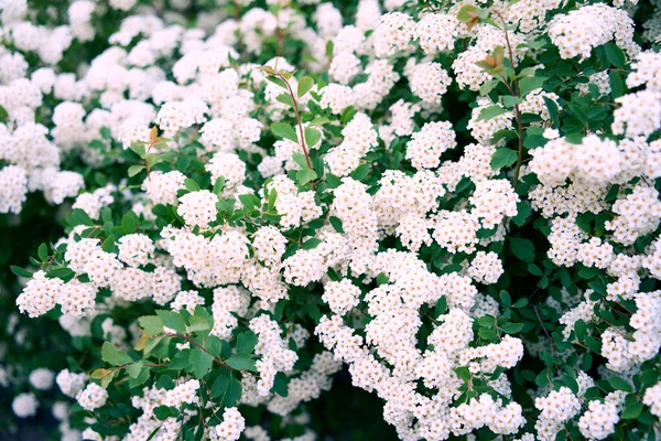 Bush Vanhoutte Spirea Spring Blooming Shrub Many White Flowers Spirea — Stock Photo, Image