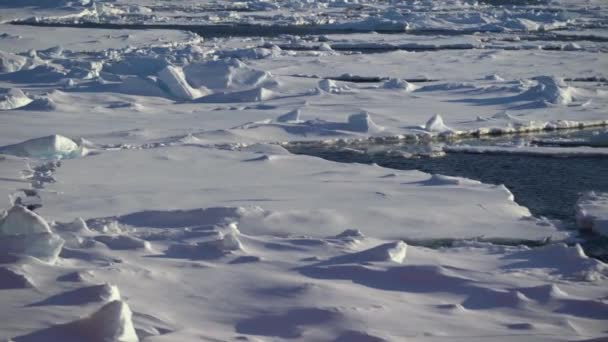 Gelo na água. Pedaços de gelo. Gelo a derreter. O Árctico. Gaivotas voam. Sombra na superfície. Blocos de gelo azul. Peixe das gaivotas. Dia polar. — Vídeo de Stock