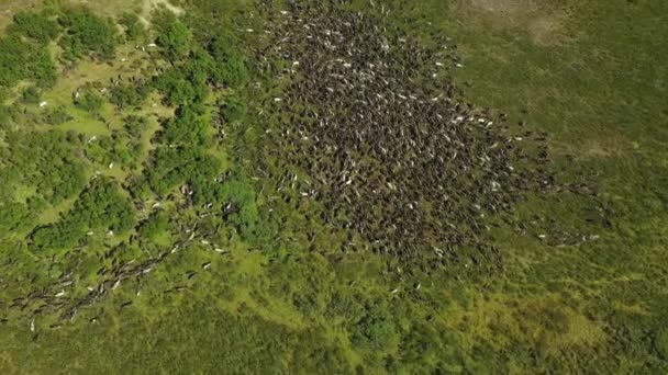 Heel veel dieren. Herd van herten. Luchtfoto 's. Dieren grazen. Een enorme kudde. Luchtfoto 's. Bovenaanzicht. Algemeen plan. — Stockvideo