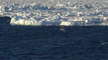 Denizde buz. Buz erir. Arka planda buz. Martı uçar.