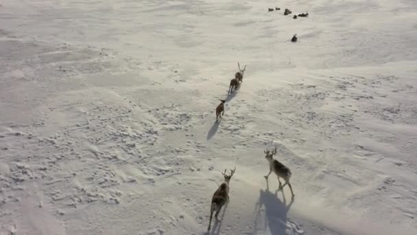 Jelen běží sněhem. Letecký pohled. Stíny jelenů ve sněhu. — Stock video