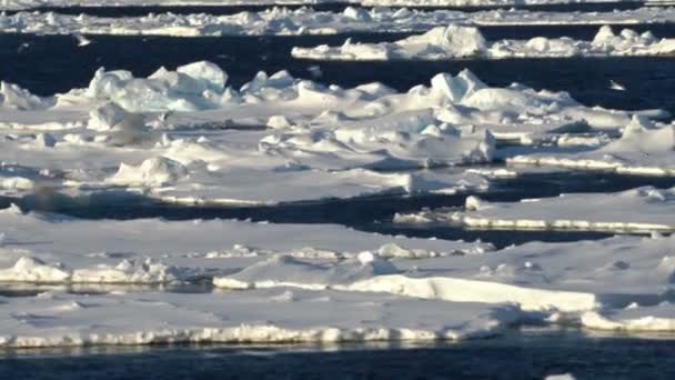 Arktyka. Kawałki lodu na wodzie. Topniejący lód w wodzie. Mewy latają i łowią ryby. Dzień polarny. Pęknięcia lodu — Wideo stockowe