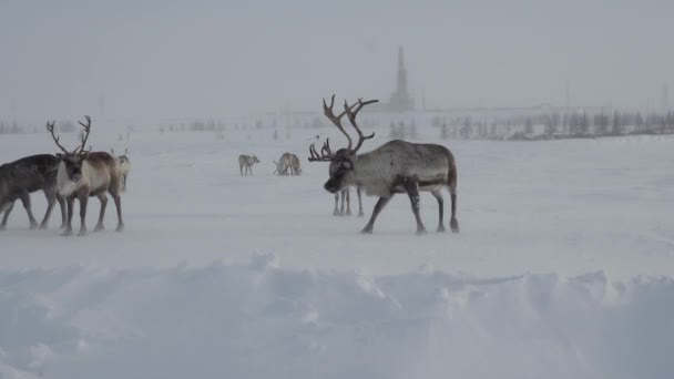 Hirsch. Hirsche mit Geweihen grasen. Schneesturm. Bohrinsel im Hintergrund. Eine kleine Herde Hirsche weidet in der Tundra in der Nähe der Bohrinseln. — Stockvideo