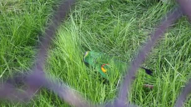 緑のオウムは鳥かごに座っている間に草をつまむ 動物園への遠足 — ストック動画