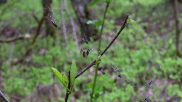 Flugor faller ner i ett spindelnät. Spindlar lunch. — Stockvideo
