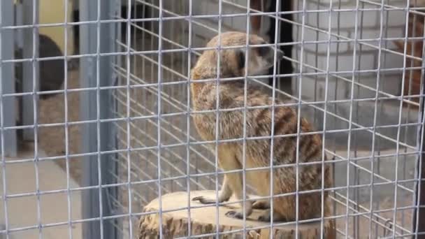 Pequeña suricata linda se sienta en un muñón de madera en la jaula de animales y mira a su alrededor. — Vídeos de Stock