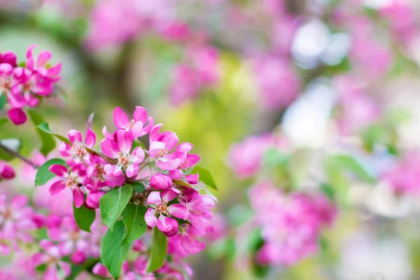 Dekoratif bir elma ağacının çiçek açan dalları. Çiçek açan bir ağaç..