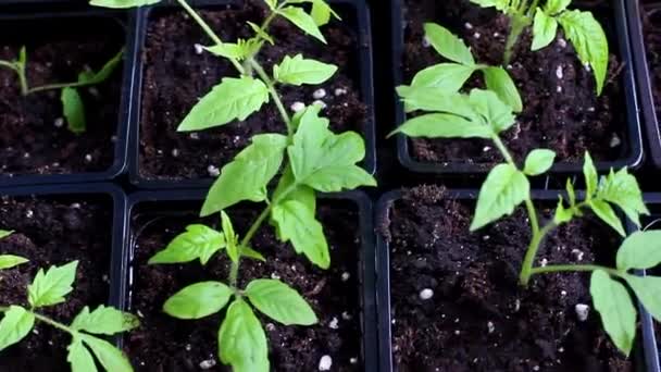 Pulvérisation de jeunes plants de tomate. Gouttes sur les semis. — Video