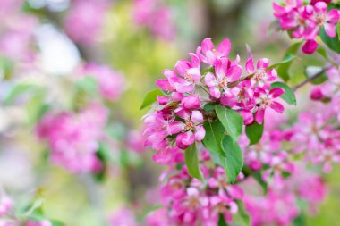 Dekoratif bir elma ağacının çiçek açan dalları. Çiçek açan bir ağaç. Güzel çiçekler. Yakın plan. Güzel arkaplan