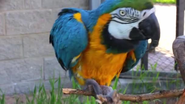 Ara papegoja sitter i en fågelbur. Utflykt till djurparken — Stockvideo