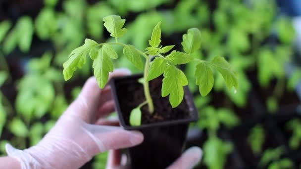 As mãos femininas em luvas cuidadosamente mantêm uma planta cultivada de sementes de tomate com baixas de orvalho. — Vídeo de Stock