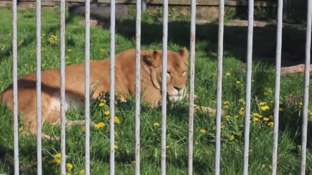 Una leona yace al sol en una jaula de animales. — Vídeo de stock