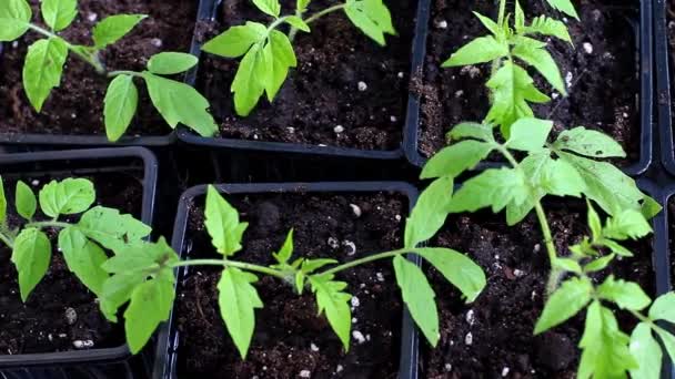 Spuiten beweging van jonge tomaat zaailingen. Druppels op zaailingen. — Stockvideo