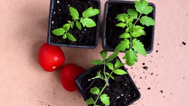 トマトの苗と熟したジューシーなトマトが輪になって回転する — ストック動画