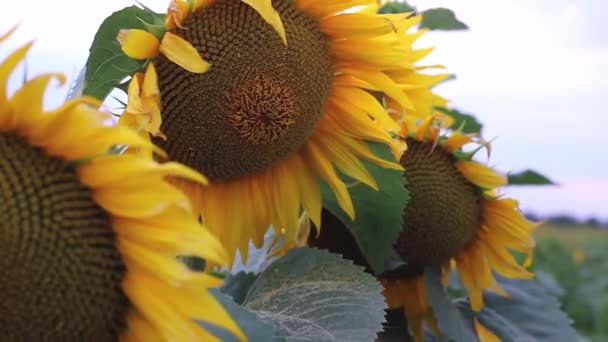 Gelbe Sonnenblumenköpfe im Vordergrund vor dem Hintergrund des Sonnenuntergangs. — Stockvideo