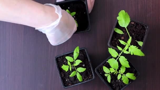 Transplantation de plants de tomates des cassettes dans des pots. — Video