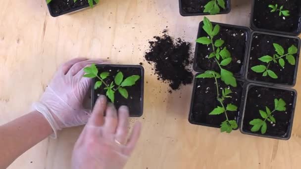 Transplantation de plants de tomates des cassettes dans des pots. — Video