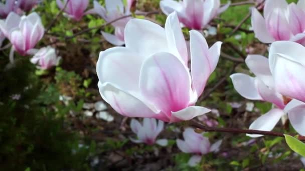 Primavera flor rosa magnólia flores na árvore balançando no vento — Vídeo de Stock