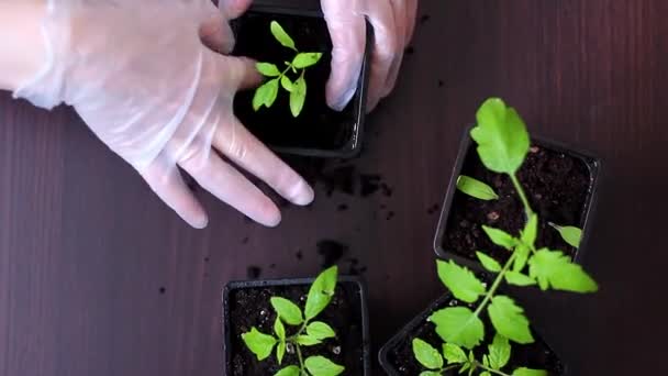 Transplanting tomato seedlings from cassettes into pots. — Stock Video