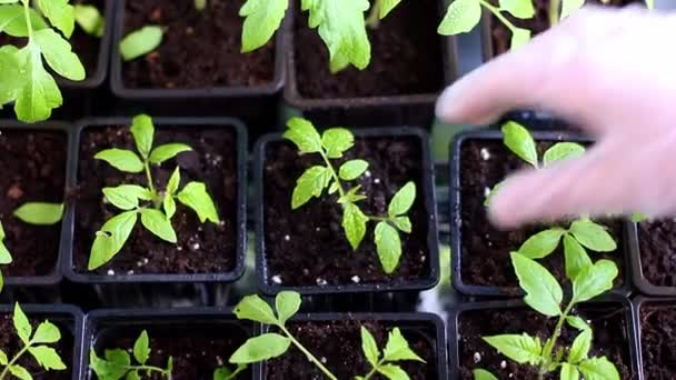 Las manos femeninas con guantes levantan suavemente las plántulas de tomate. — Vídeos de Stock