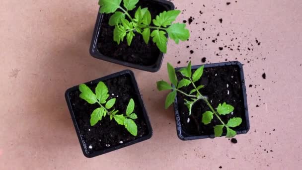 Semis de tomates et tomates juteuses mûres filant en cercle. — Video