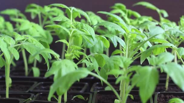 Jeunes plants de tomates dans une pépinière prête à être plantée dans le jardin. — Video