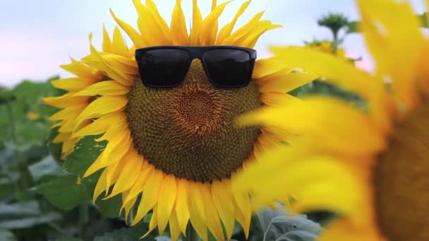 Een zonnebloem bloem in zonnebril kabbelend van de wind — Stockvideo