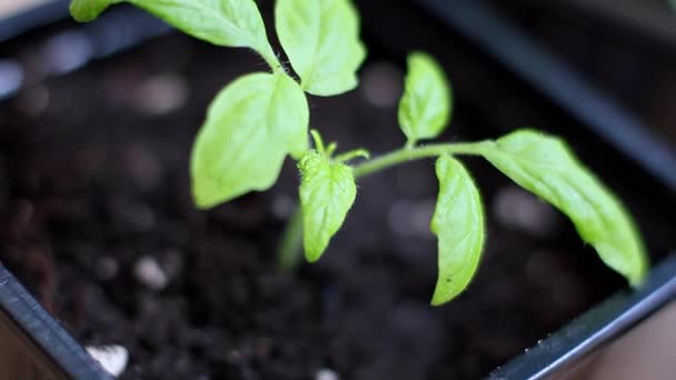Movimento de pulverização de uma planta cultivada de sementes de tomate jovem. Gotas em mudas. — Vídeo de Stock