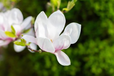 Pembe manolya çiçekleri güneşli bir günde çiçek açar. Yakın plan..