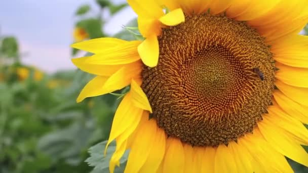 Fliegende Honigbienen mit Pollen übersät, die Nektar aus gelben Sonnenblumen sammeln. — Stockvideo