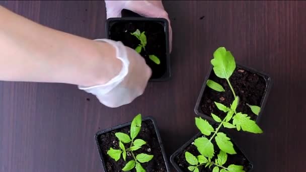 Transplante de mudas de tomate de cassetes em vasos. — Vídeo de Stock