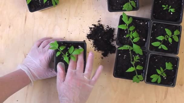 Omplantering av tomatplantor från kassetter till krukor. — Stockvideo