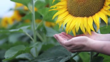Olgun ayçiçeği çekirdekleri ele dökülür. Hasat. Yakın plan..