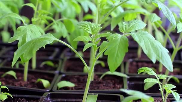 Unga tomatplantor i en plantskola redo för plantering i trädgården. — Stockvideo