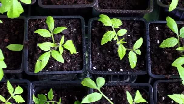 Jeunes plants de tomates dans une pépinière prête à être plantée dans le jardin. — Video