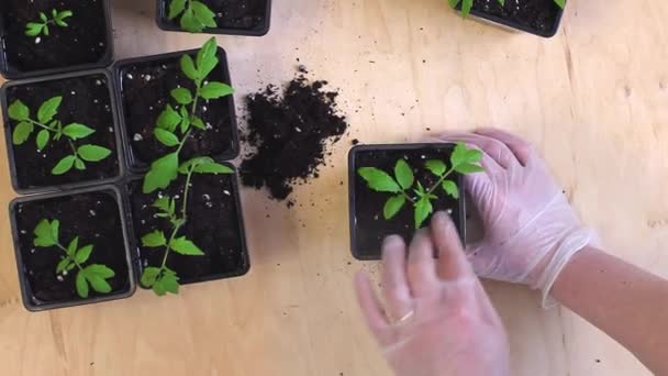 Μεταμόσχευση φυτών τομάτας από κασέτες σε γλάστρες. — Αρχείο Βίντεο