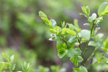 Ormanda yabanmersini açar. Makro. Bahar çiçekli dut