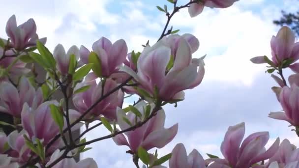 Wiosna kwitnące różowe kwiaty magnolii na drzewie kołysząc się na wietrze — Wideo stockowe