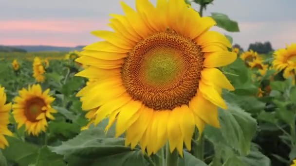 Solrosfält under solnedgången, Luta upp kameran, Fantastisk vacker bakgrund — Stockvideo