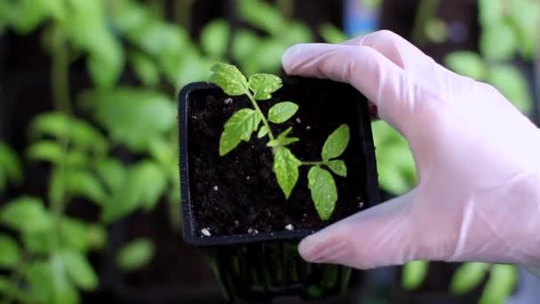 Female hands in gloves gently lift the tomato seedling up. — Stock Video