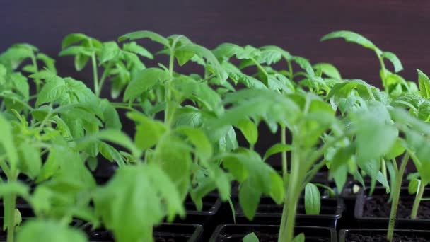 Una mano de mujer en duraznos corre cuidadosamente por las plántulas de tomates jóvenes — Vídeos de Stock