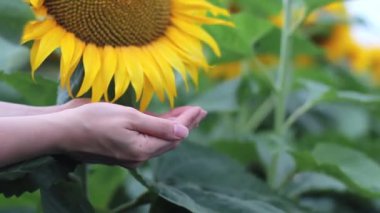 Olgun ayçiçeği çekirdekleri ele dökülür. Hasat. Yakın plan. Yaz tarlasında sarı ayçiçekleri.